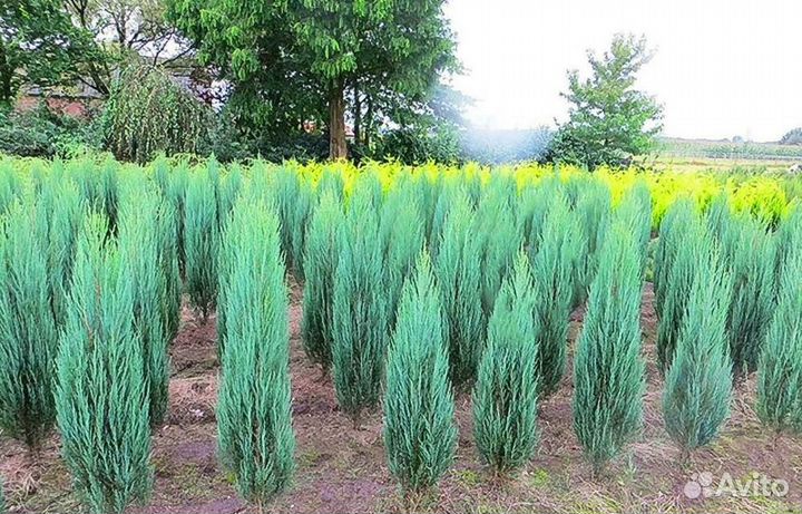 Саженцы Можжевельник скальный Blue Ivory