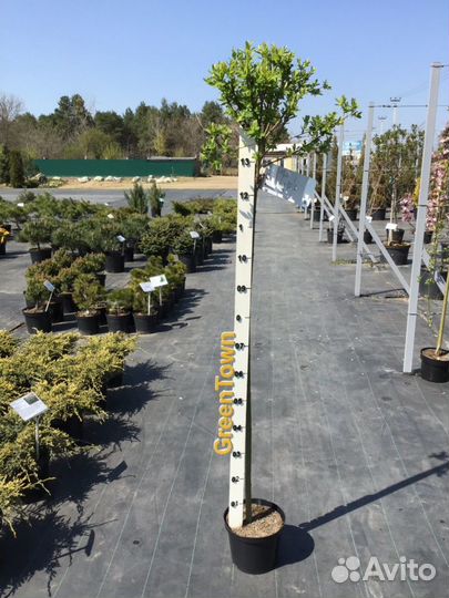 Ива цельнолистная Хакуро-Нишики Ра120