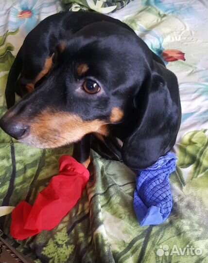 Вязка собак