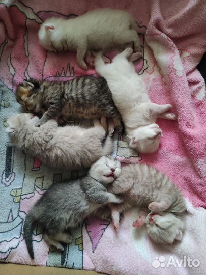 Шотландские котята