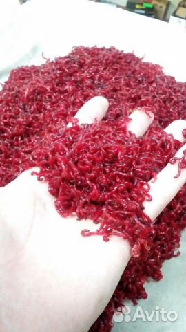 Мотыль живой