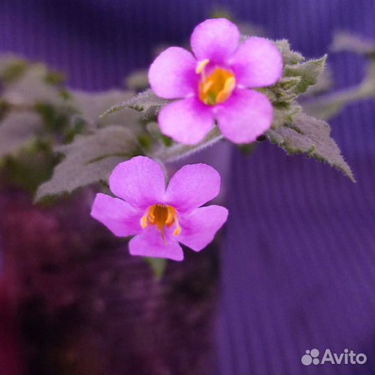 Бакопа вегетативная