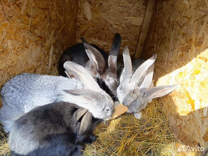 Кролики Фландер