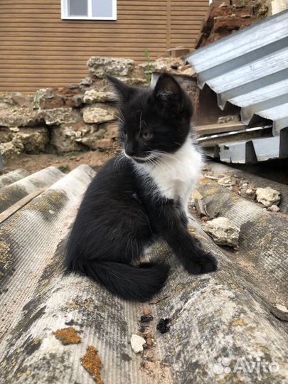 Котенок мальчик бесплатно