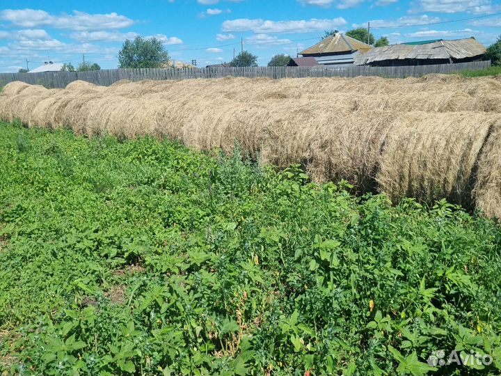 Продам сено в рулонах