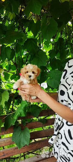 Мальтипу ф1 микро размера