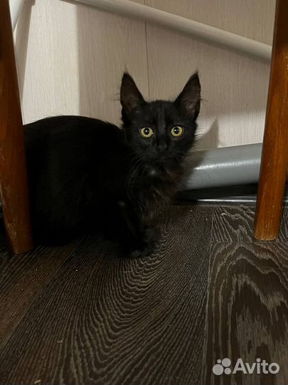 Черный мальчик (из приюта)