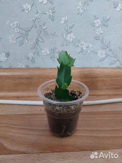 Декабрист желтый