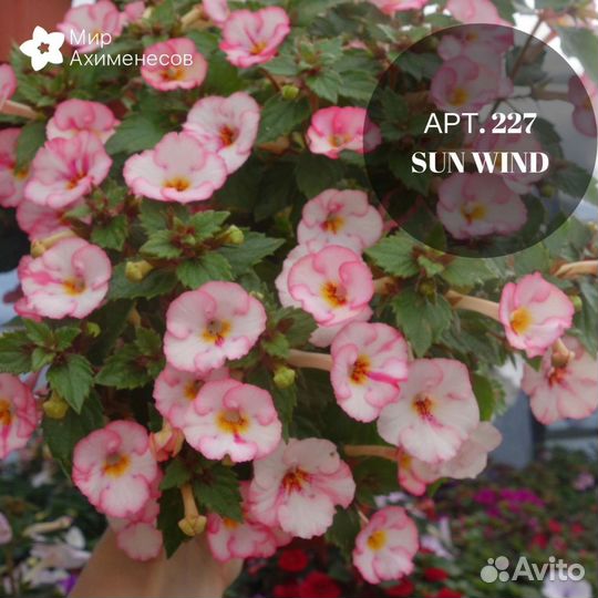 Ризомы ахименесов