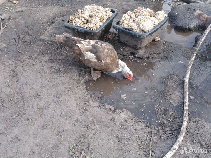 Индоутаки. Утки дикие