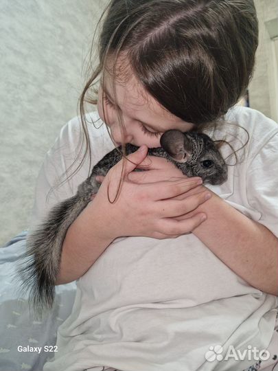 Шиншилла