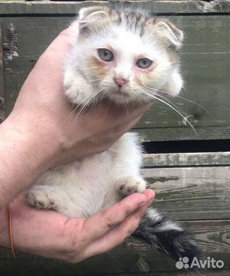 Бесплатно отдам котенка. Кошку