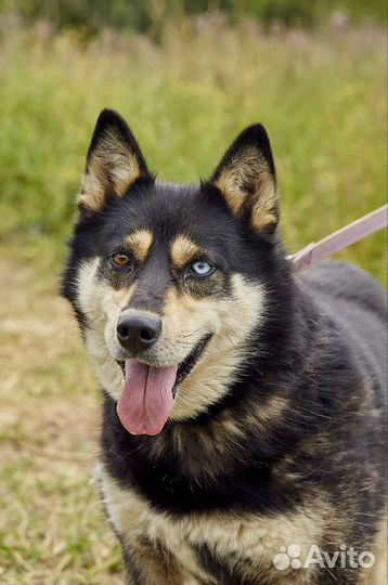 Симка, метис хаски, в дар