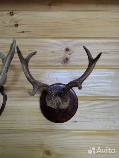 Рога косули