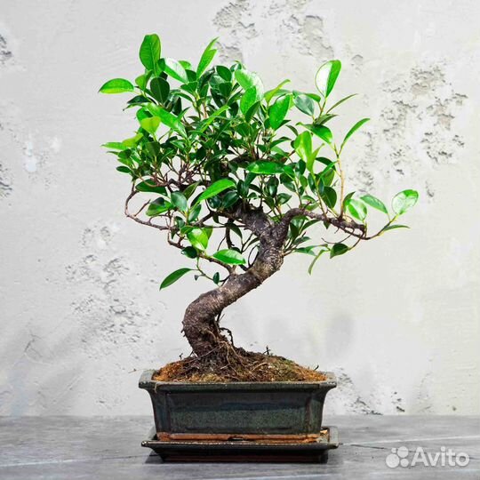 Дерево Бонсай - Баньян Мойоги 40см