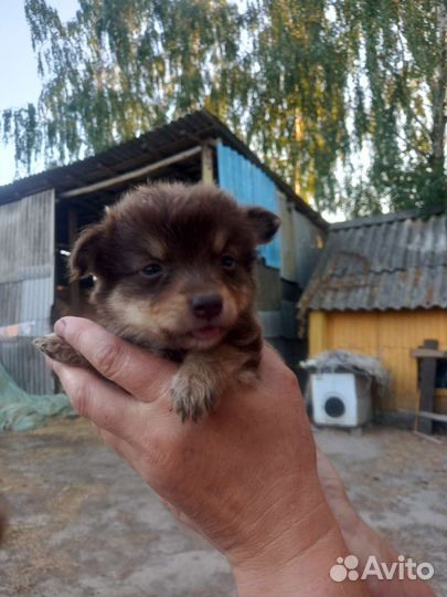 Щенки в добрые руки