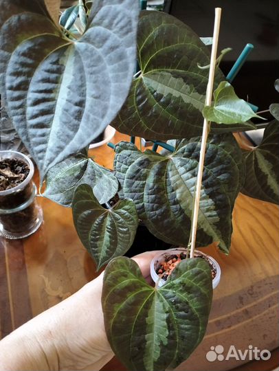 Диоскорея дисколор