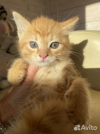 Котенок рыжий