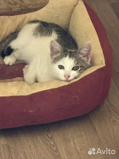 Котенок, коты и кошки