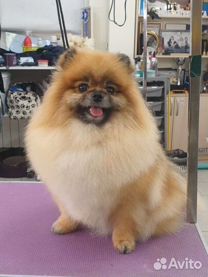 Услуги грумера