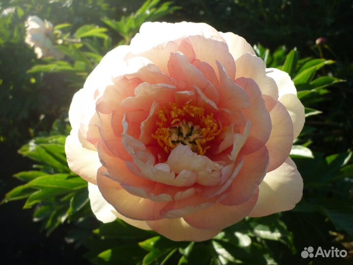 Пион гибрид Canary Brilliants