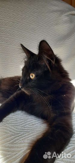 Ласковая чёрненькая кошечка Васенька в дар