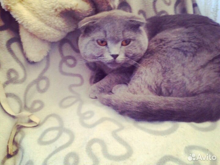 Шотландский вислоухий кот для вязки ждёт кису )