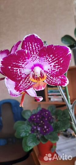 Орхидея фаленопсис