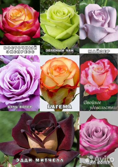 Саженцы Роз разных сортов (Розница)