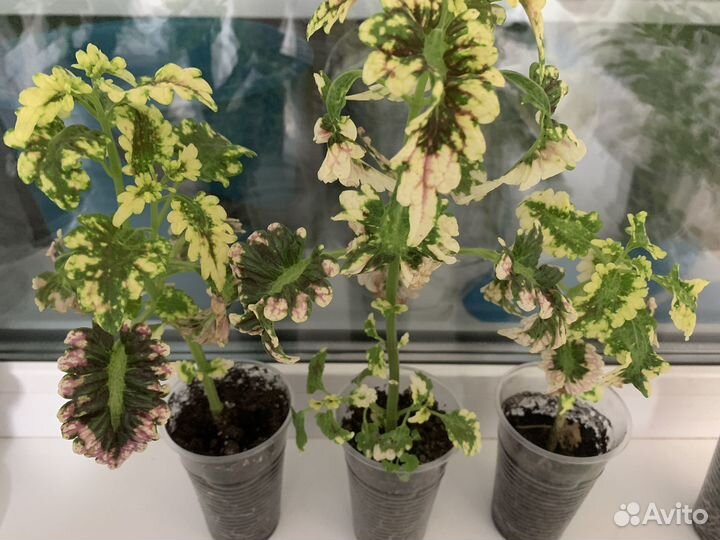 Колеус кудрявый