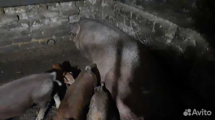 Поросята дюрок