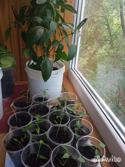 Рассада перец острый горький комнатный