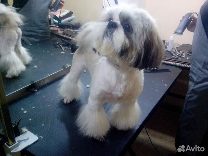 Стрижки собак мелких пород