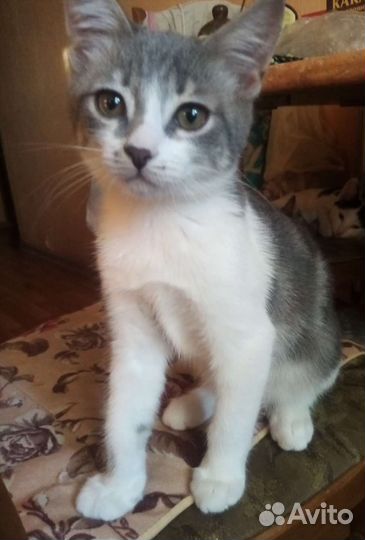 Котенок в добрые руки