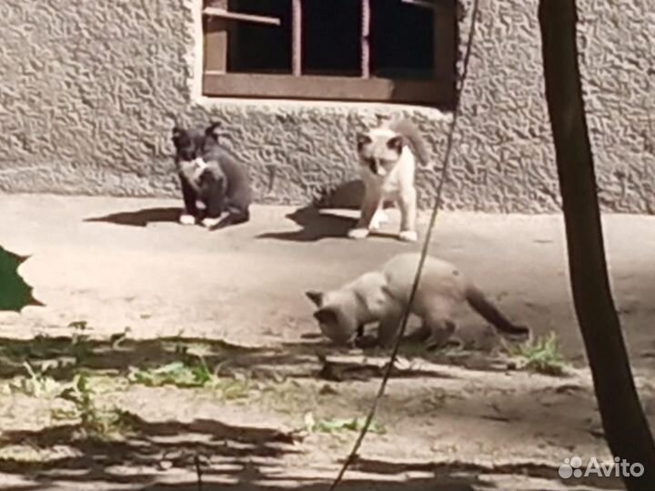 Котята типа сиамских