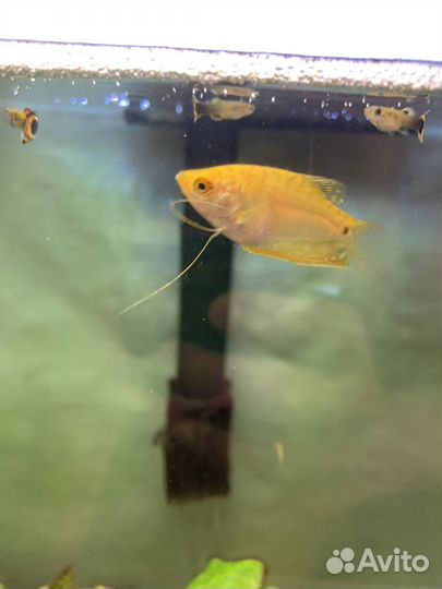 Аквариумные рыбки отдам бесплатно