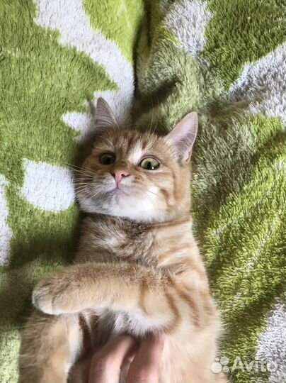 Котята бесплатно