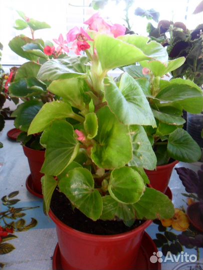 Бегония вечно Взросл и черенки неск шт Шоколад Баб