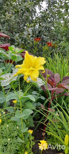 Лилейник саженцы