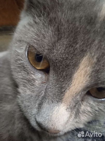 Котёнок девочка 6 месяцев