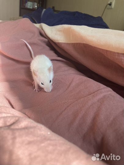 Крыса домашняя декоративная
