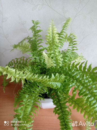 Папоротники нефролеписы