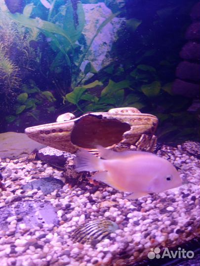 Аквариумные рыбки