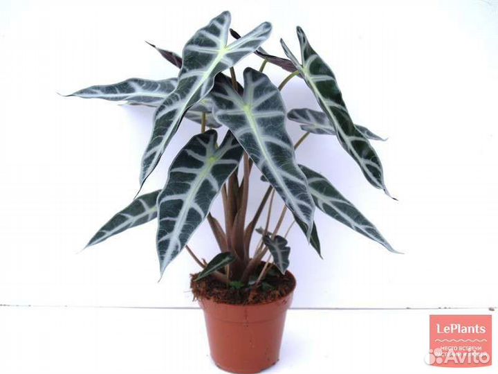 Комнатные растения