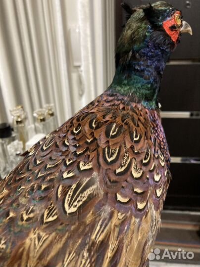 Чучело фазана