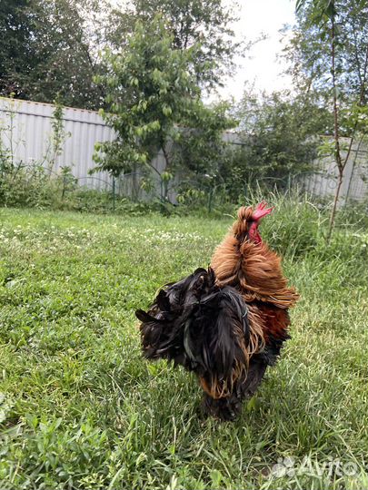 Карликовые петушки - шершетки кучерявые, бентамки