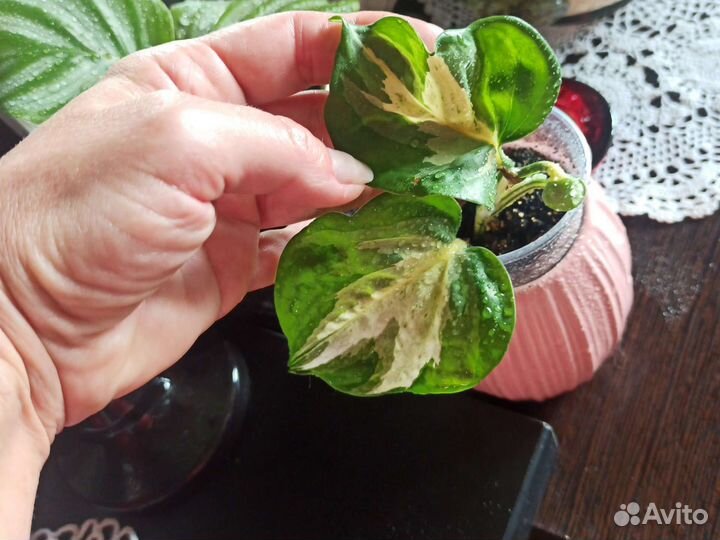 Калатея Орбифолия, Эпипремнум Марбл эпл, Хэппи лиф