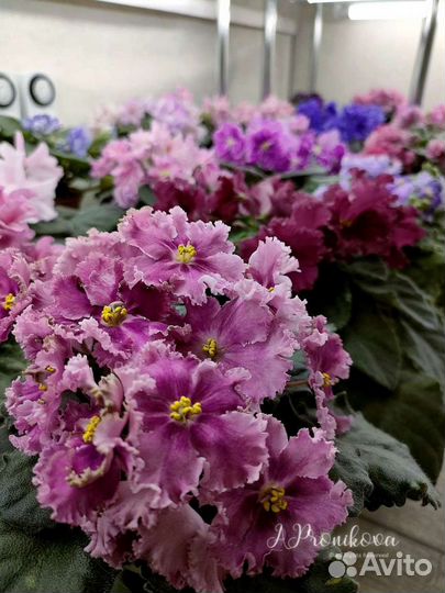 Сортовые фиалки