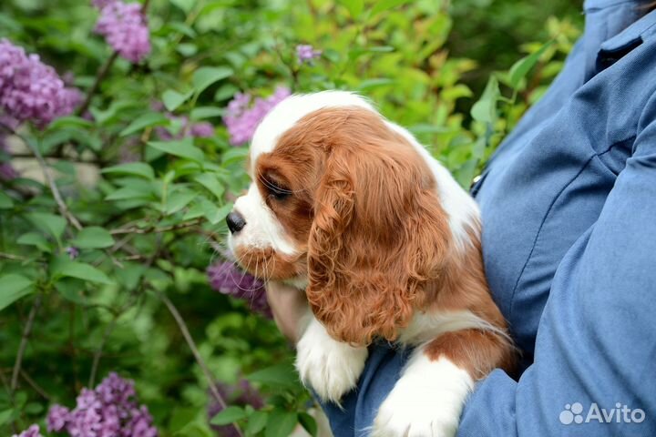 Кавалер кинг чарльз спаниель