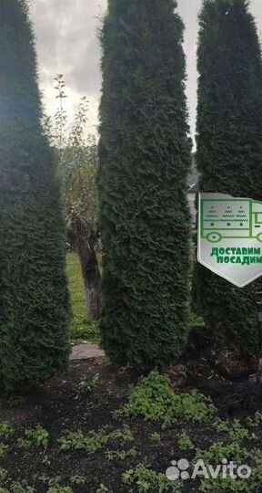 Туя Колумна